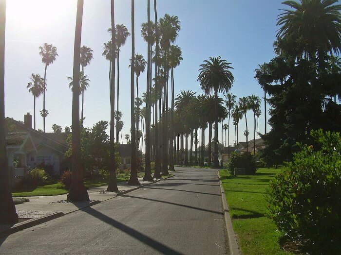 Palmen entlang einer Straße in San Jose, Kalifornien