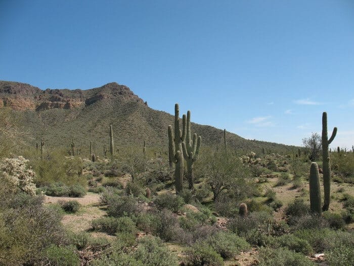 El desierto de Phoenix